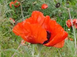 Free download Huge poppies in Ushuaia free photo or picture to be edited with GIMP online image editor