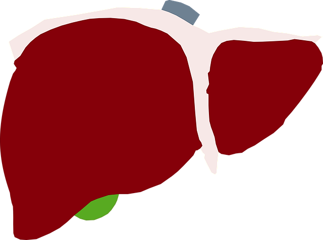 Free download Human Liver Red -  free illustration to be edited with GIMP free online image editor