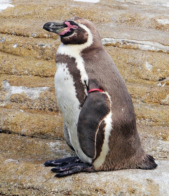 Descarga gratuita Humboldt Penguin Ozeaneum - foto o imagen gratuita para editar con el editor de imágenes en línea GIMP