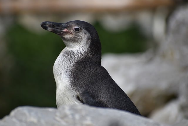 Free download humboldt penguin penguin water bird free picture to be edited with GIMP free online image editor