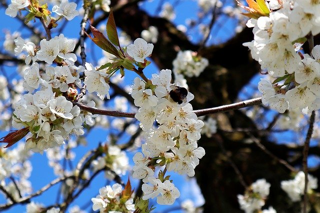 免费下载 Hummel Apple Tree Flowers - 使用 GIMP 在线图像编辑器编辑的免费照片或图片