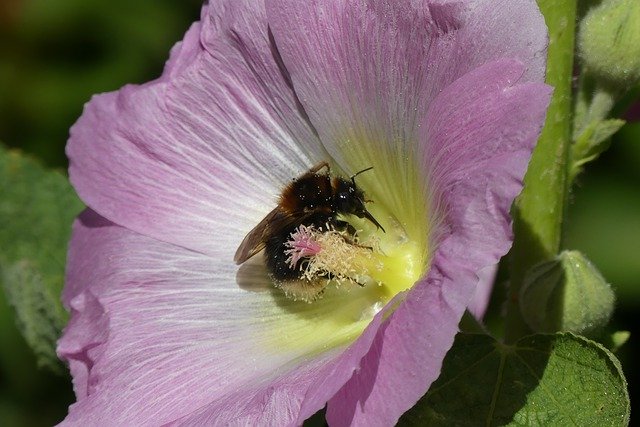 Free download Hummel Hibiscus Blossom -  free photo or picture to be edited with GIMP online image editor