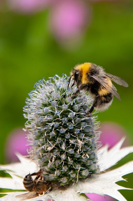 Kostenloser Download von Hummel-Insektenblüten-Naturbildern zur Bearbeitung mit dem kostenlosen Online-Bildeditor GIMP