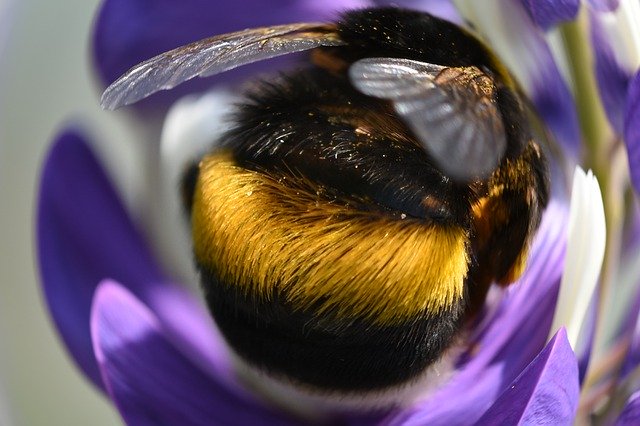 Free download Hummel Insect Meadow -  free photo or picture to be edited with GIMP online image editor