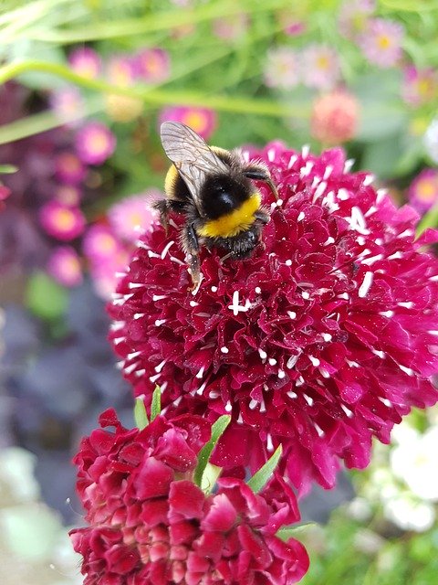 Free download Hummel Insect Pollination -  free photo or picture to be edited with GIMP online image editor