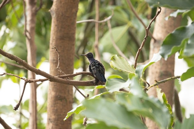 Free download hummingbird bird animal nature free picture to be edited with GIMP free online image editor