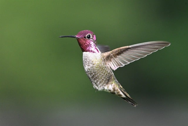 Free download hummingbird bird beak feathers free picture to be edited with GIMP free online image editor