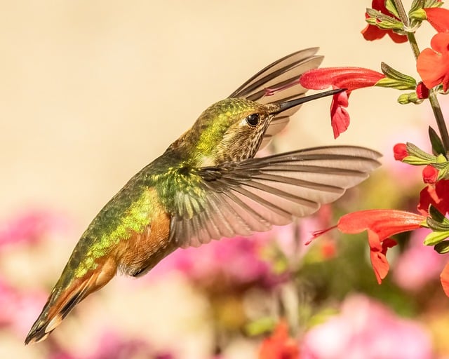 Free download hummingbird bird flower flying free picture to be edited with GIMP free online image editor