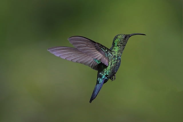 Free download hummingbird bird trochilidae family free picture to be edited with GIMP free online image editor