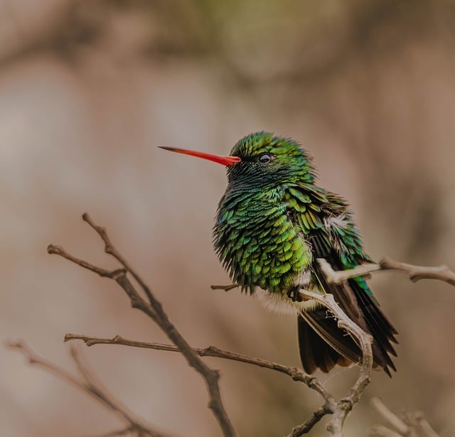 Free download hummingbird brilliant bellied emerald free picture to be edited with GIMP free online image editor