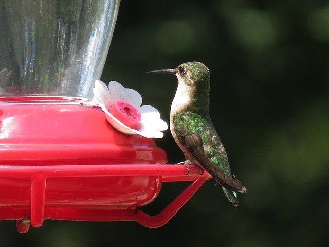 Free download Hummingbird Feeder Wildlife -  free photo or picture to be edited with GIMP online image editor