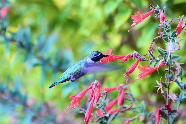 Free download Hummingbird Flying Bird Nature -  free photo or picture to be edited with GIMP online image editor