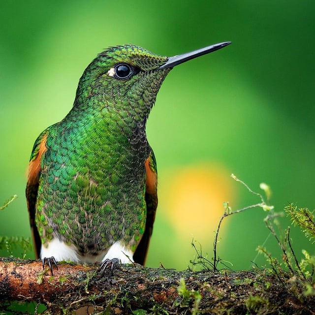 Free download hummingbird green bird bird nature free picture to be edited with GIMP free online image editor