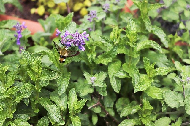 Free download Hummingbird Hawk Moth -  free photo or picture to be edited with GIMP online image editor