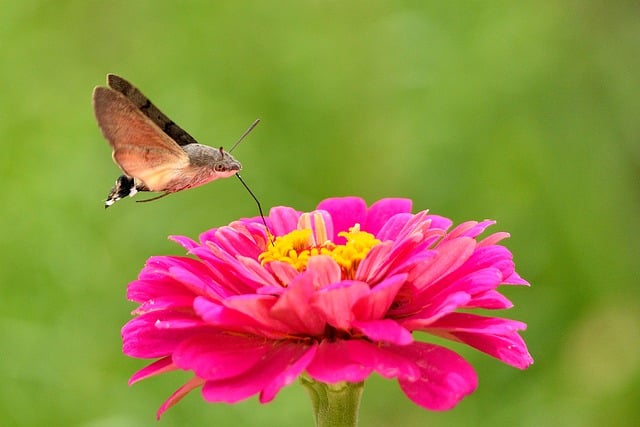 Free download hummingbird hawk moth insect flower free picture to be edited with GIMP free online image editor