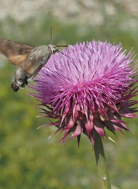 Free download Hummingbird Hawk-Moth Insect Moth -  free photo or picture to be edited with GIMP online image editor