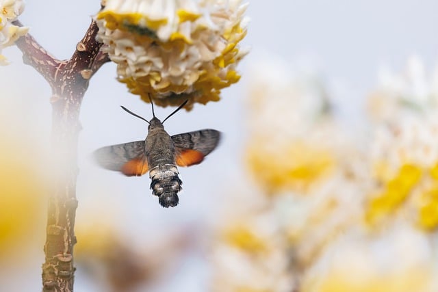 Free download hummingbird hawk moth moth blossom free picture to be edited with GIMP free online image editor