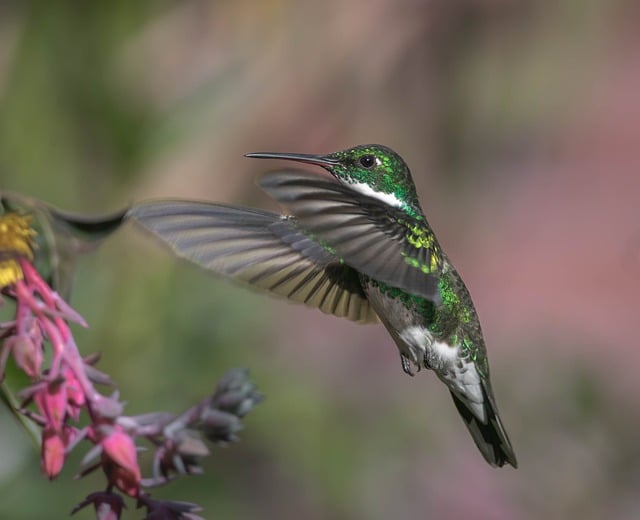 Free download hummingbird leucochloris albicollis free picture to be edited with GIMP free online image editor