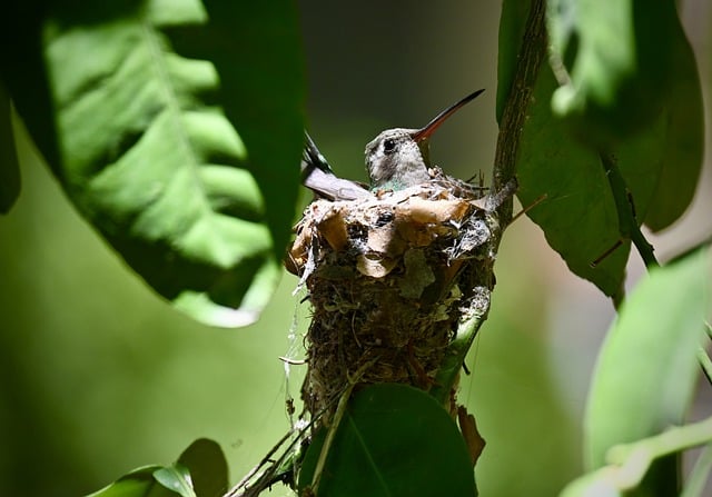 Free download hummingbird nest bird nature free picture to be edited with GIMP free online image editor