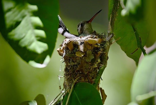 Free download hummingbird nest wildlife nature free picture to be edited with GIMP free online image editor