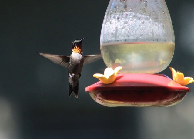 Free download hummingbirds birds nature animals free picture to be edited with GIMP free online image editor