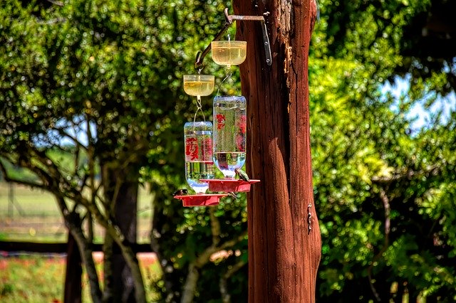 Free download Hummingbirds Feeder Bird -  free photo or picture to be edited with GIMP online image editor