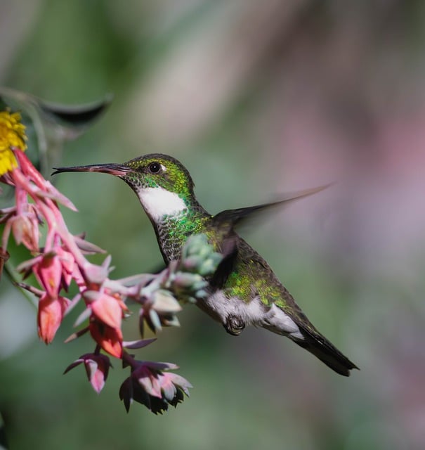 Free download hummingbird wild bird free picture to be edited with GIMP free online image editor