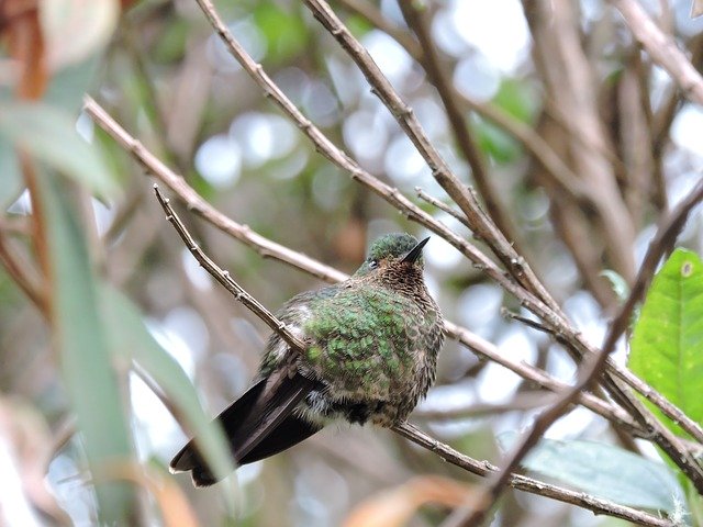 Free download Hummingbird Wings Colors -  free photo or picture to be edited with GIMP online image editor