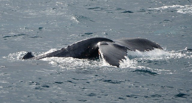 Free download Humpback Whale Blue free photo template to be edited with GIMP online image editor