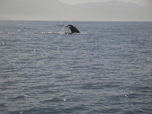 Free download Humpback Whale Caudal Fin Mammal -  free photo or picture to be edited with GIMP online image editor