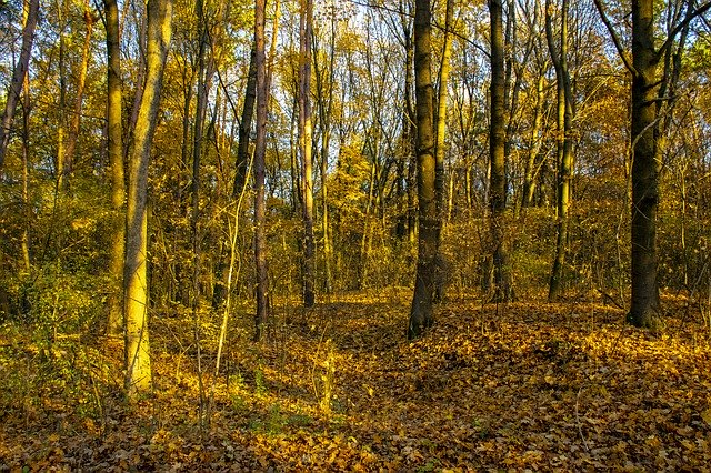 Free download Hungary Never Land Forest -  free photo or picture to be edited with GIMP online image editor