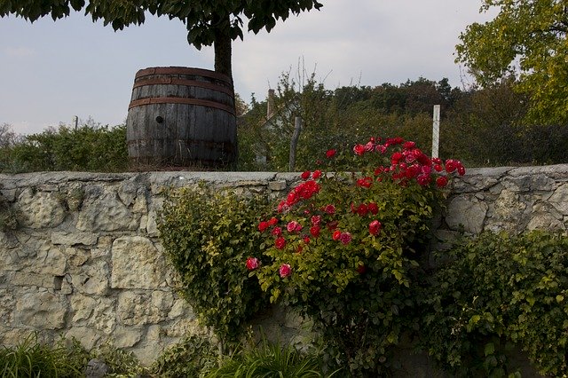 Free download Hungary Wine Barrel Bush -  free photo or picture to be edited with GIMP online image editor