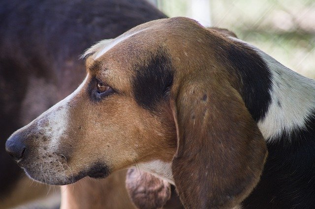 Free download Hunting Dog Hound Pack -  free photo or picture to be edited with GIMP online image editor