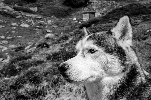 Free download Husky Dog Animal -  free photo or picture to be edited with GIMP online image editor