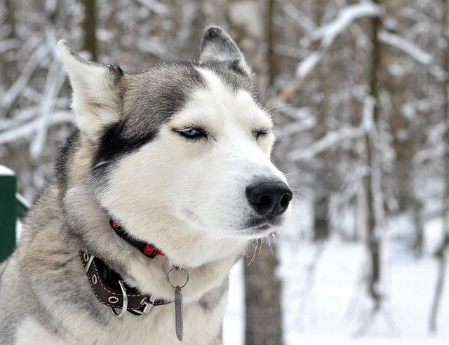 Free download Husky Dog Winter -  free photo or picture to be edited with GIMP online image editor