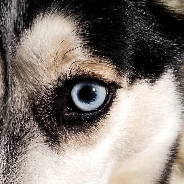 Free download Husky Eye Dog -  free photo or picture to be edited with GIMP online image editor