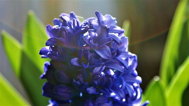 Free download Hyacinth Bloom Grow -  free photo or picture to be edited with GIMP online image editor