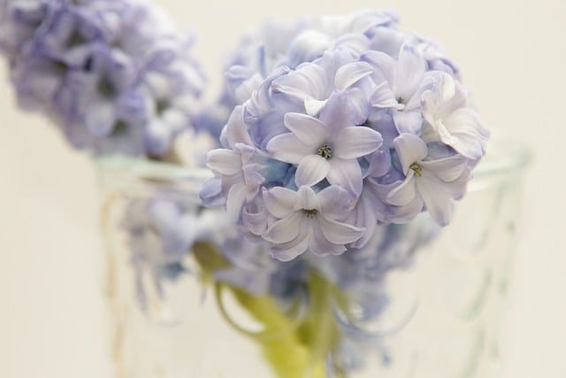 Free download hyacinth blue flowers flowers free picture to be edited with GIMP free online image editor