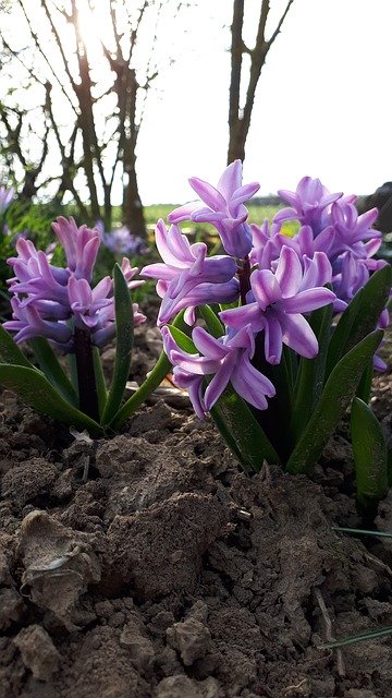 Free download Hyacinth Flower -  free photo or picture to be edited with GIMP online image editor