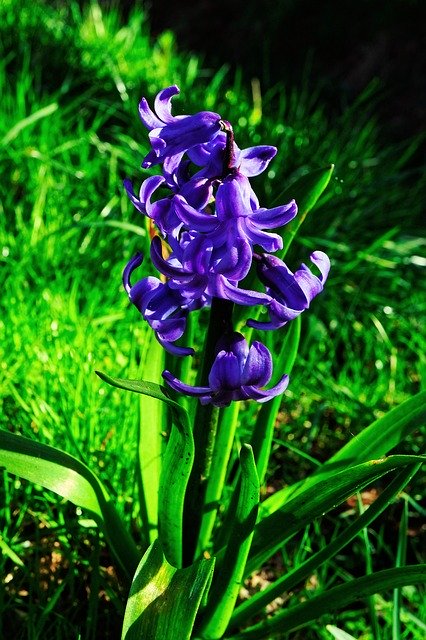 Free download Hyacinth Flower Blossom -  free photo or picture to be edited with GIMP online image editor