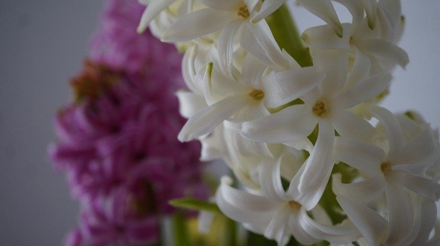 Free download Hyacinth Flower Flowers free photo template to be edited with GIMP online image editor