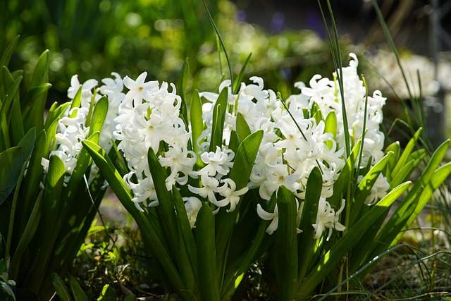 Free download hyacinth flowers hyacinth flowers free picture to be edited with GIMP free online image editor