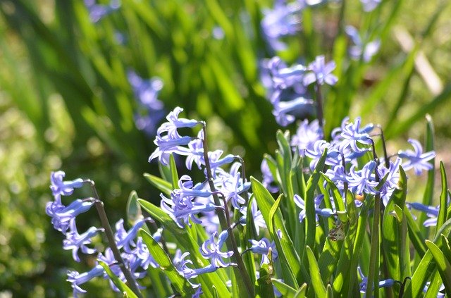 Free download Hyacinth Nature Supplies -  free photo or picture to be edited with GIMP online image editor