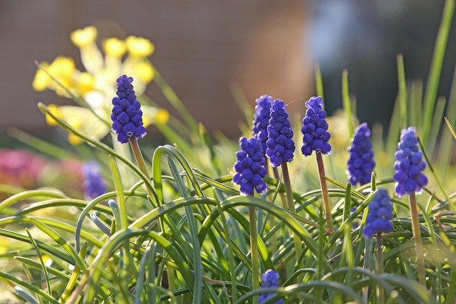 Free download hyacinths flowers purple flowers free picture to be edited with GIMP free online image editor