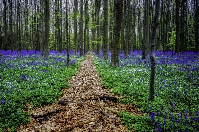 Free download Hyacinths Forest Hallerbos -  free photo or picture to be edited with GIMP online image editor