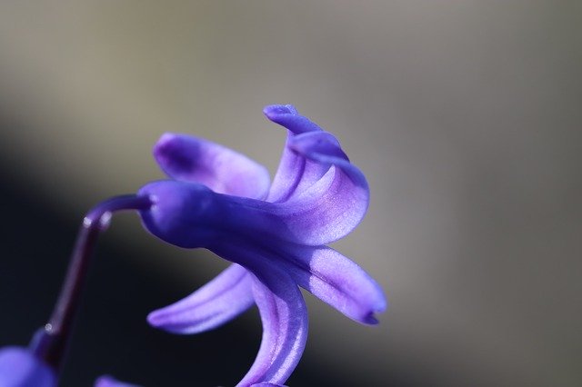 Free download Hyacinth Spring Blue -  free photo or picture to be edited with GIMP online image editor