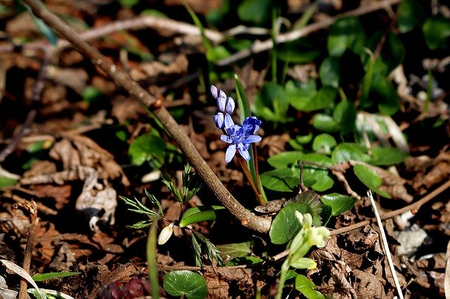 Free download Hyacinth Spring Flowers -  free photo or picture to be edited with GIMP online image editor