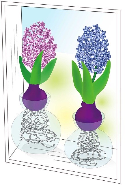 Free download Hyacinth Spring Flowers By The -  free illustration to be edited with GIMP free online image editor