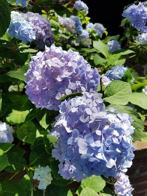 Free download Hydrangea Blue Purple -  free photo or picture to be edited with GIMP online image editor