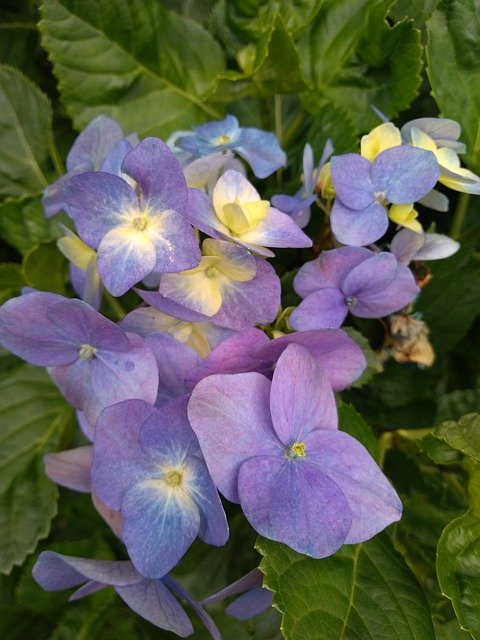 Free download Hydrangea Flower -  free photo or picture to be edited with GIMP online image editor